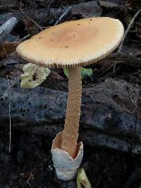 Media resource of Amanita crocea