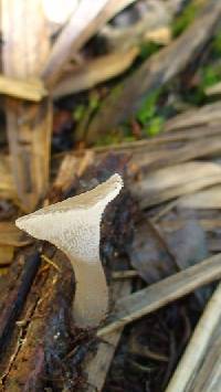 Pseudohydnum gelatinosum image