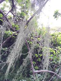 Ramalina menziesii image