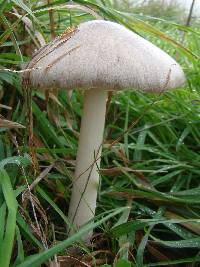 Volvariella gloiocephala image
