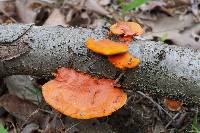 Pycnoporus coccineus image