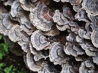 Trametes versicolor image