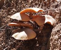 Armillaria mellea image