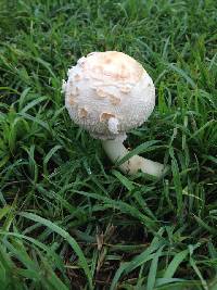 Chlorophyllum molybdites image