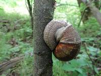 Polyporus squamosus image