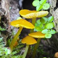 Media resource of Pluteus admirabilis