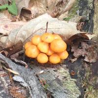 Mycena leaiana image