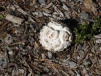 Calvatia sculpta image