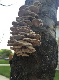 Schizophyllum commune image