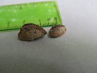 Media resource of Perenniporia ohiensis