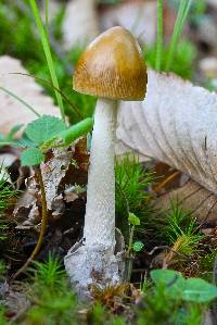 Media resource of Amanita sinicoflava
