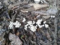 Coprinellus disseminatus image
