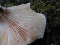 Neolentinus lepideus image