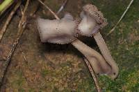 Helvella macropus image