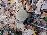 Lycoperdon excipuliforme image