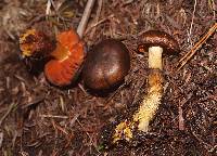 Media resource of Dermocybe splendida