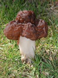 Gyromitra esculenta image