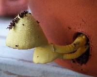 Leucocoprinus birnbaumii image