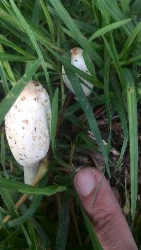 Coprinus comatus image
