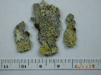 Media resource of Pyrrhospora quernea