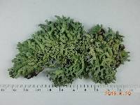 Thumbnail image of current specimen