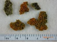 Media resource of Xanthoria fulva