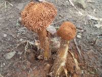 Battarrea phalloides image