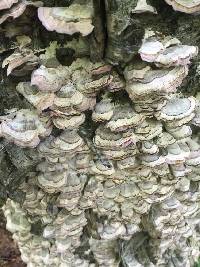 Trametes versicolor image