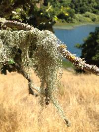 Ramalina menziesii image