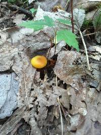 Media resource of Hygrocybe aurantiosplendens