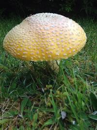 Amanita muscaria image