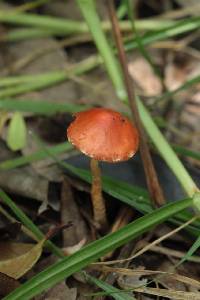 Leratiomyces ceres image