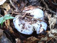 Lactarius indigo image
