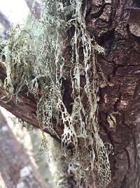Ramalina menziesii image