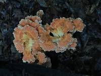 Laetiporus sulphureus image