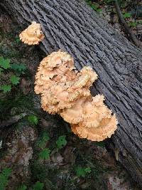 Laetiporus sulphureus image