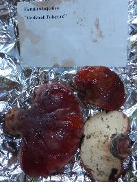 Fistulina hepatica image