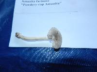 Amanita farinosa image