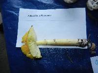 Media resource of Amanita arkansana