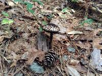 Strobilomyces strobilaceus image