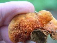 Pycnoporus coccineus image