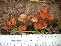 Pycnoporus coccineus image