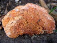 Pycnoporus coccineus image