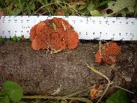 Pycnoporus coccineus image