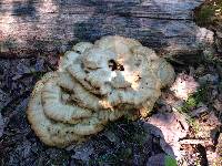Laetiporus sulphureus image