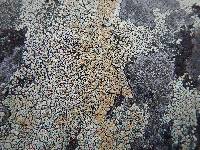 Media resource of Rhizoplaca subdiscrepans