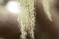Ramalina menziesii image