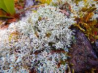 Media resource of Cladonia mitis