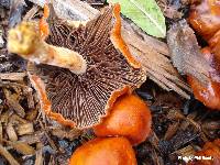 Leratiomyces ceres image