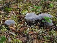 Hydnellum caeruleum image